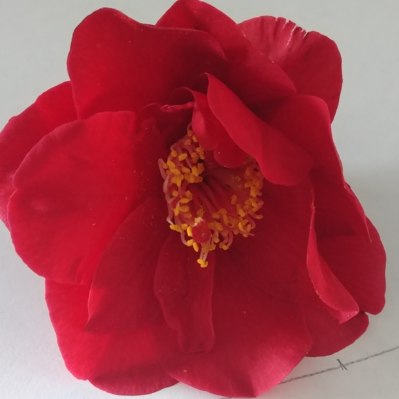 Meet your Posher, Brianna - Picture 3 of 4